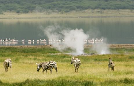 Bogoria met zebra's